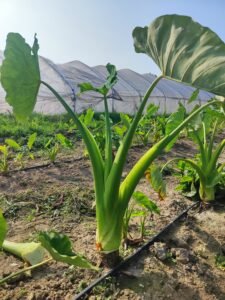 Fresh organic vegetables from AHA Farm