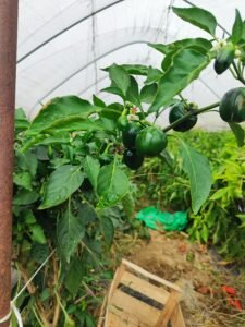 Farmer with shovel standing in a field, greenhouse tunnels in the background