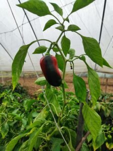 Fresh organic vegetables from AHA FARM