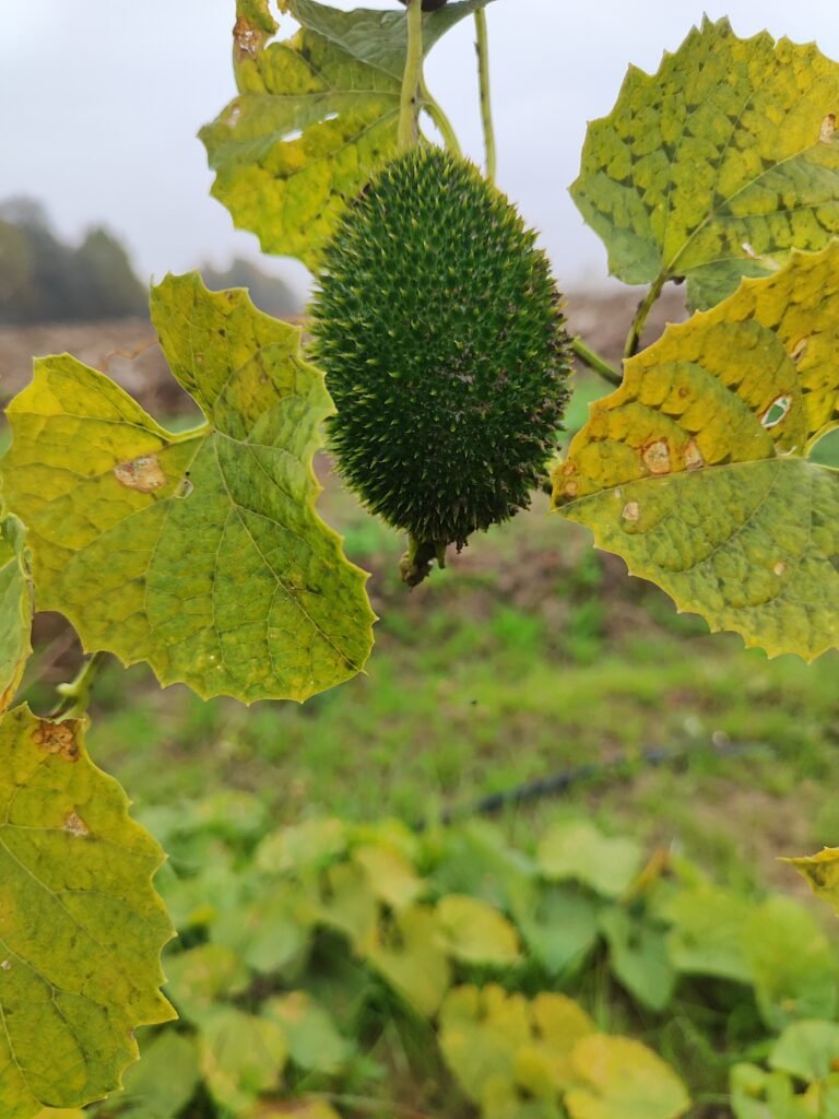 Freshly picked organic greens from AHA FARM
