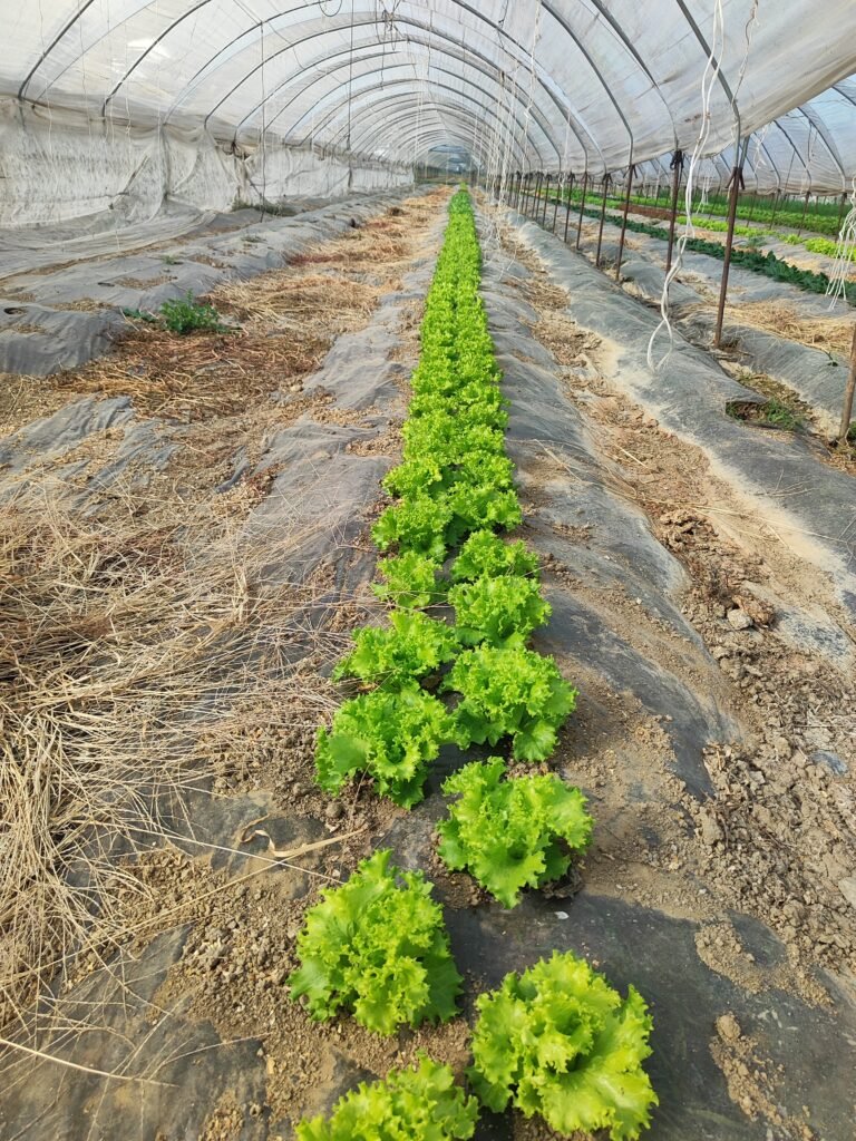 Fresh organic tomatoes harvested at AHA FARM