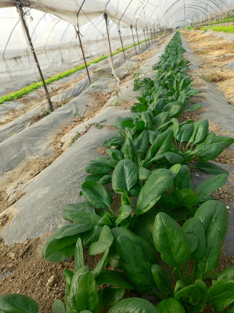 AHA FARM organic vegetables ready for market