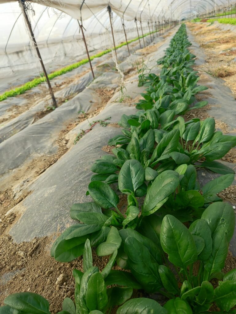 AHA FARM organic vegetables ready for market