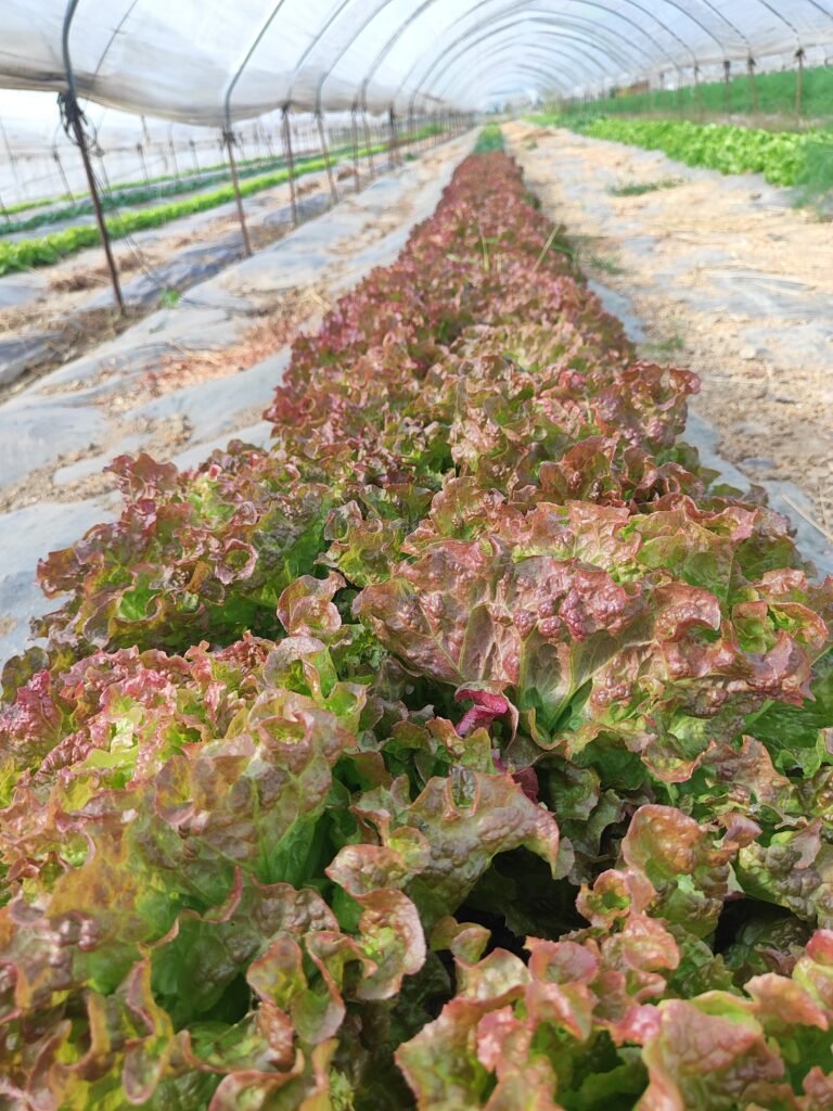 Organic vegetable baskets from AHA FARM