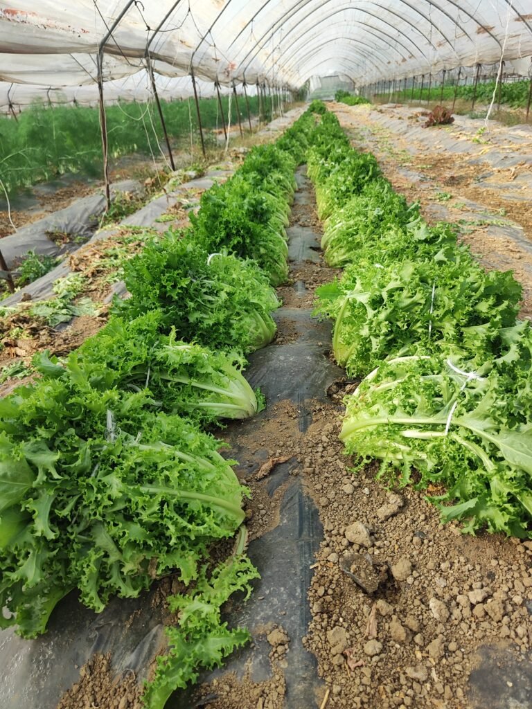 Happy customers with fresh AHA FARM vegetables