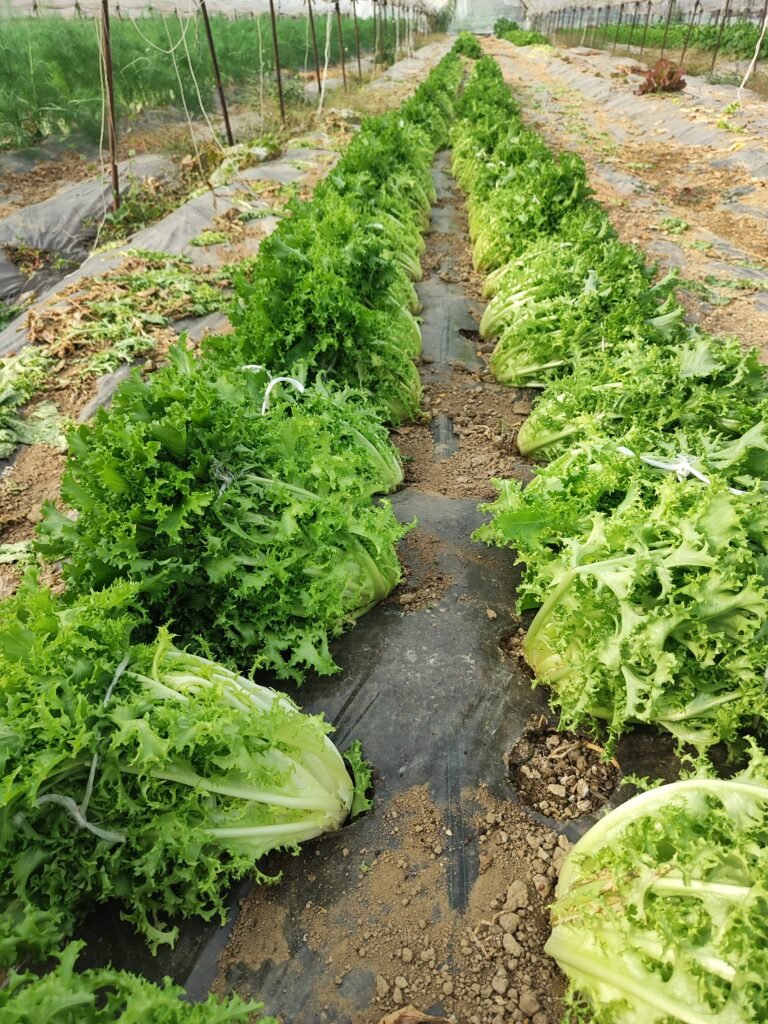 Happy customers with fresh AHA FARM vegetables