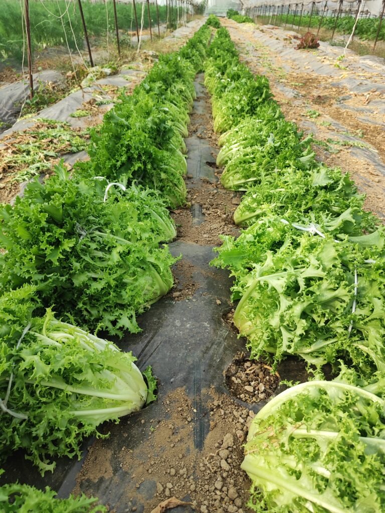 Happy customers with fresh AHA FARM vegetables