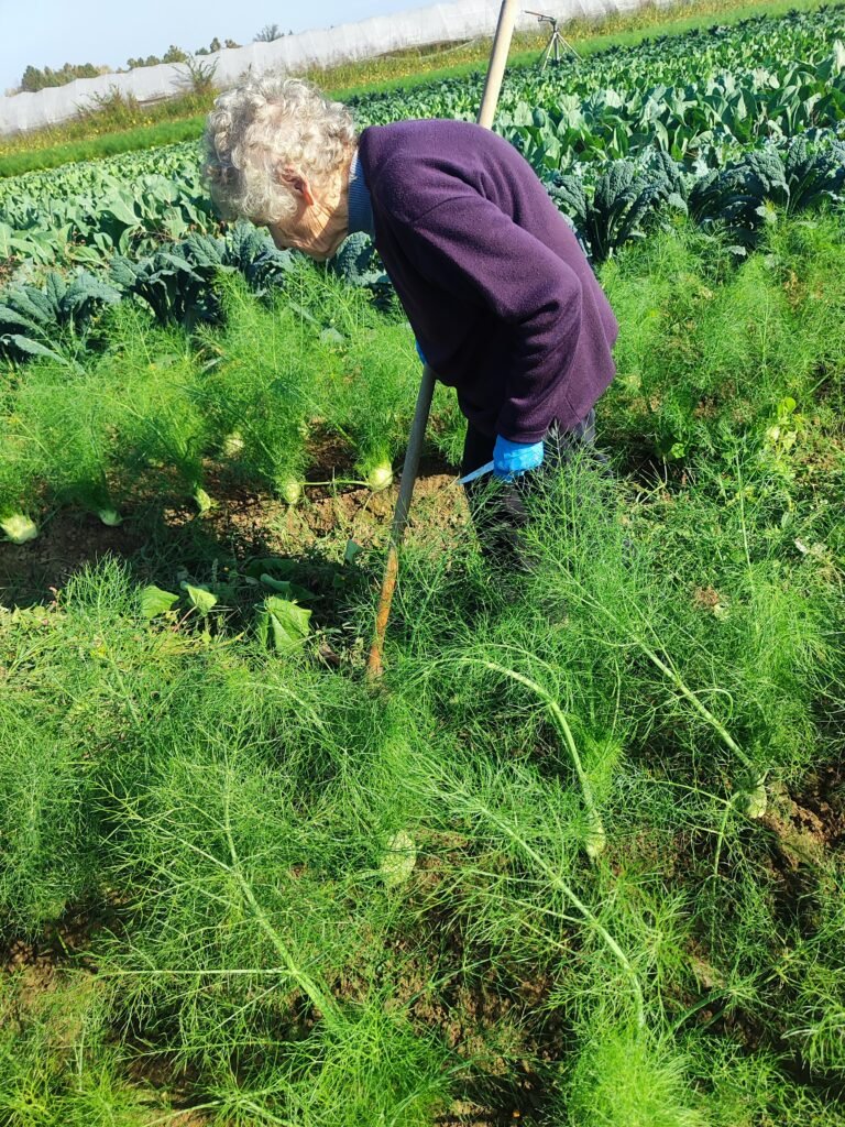 Organic vegetables freshly harvested at AHA FARM