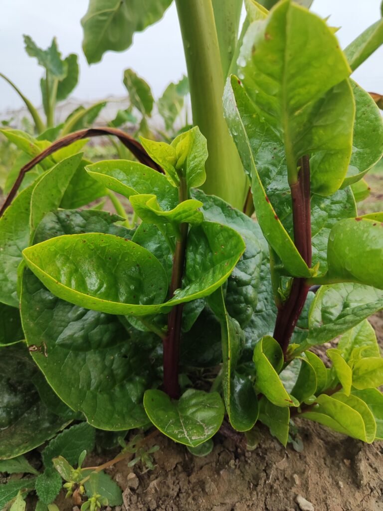 Fresh Organic Vegetables at AHA FARM