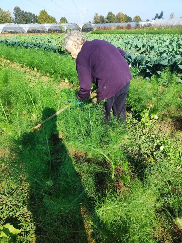 Elderly woman working in the vegetable field at AHA FARM