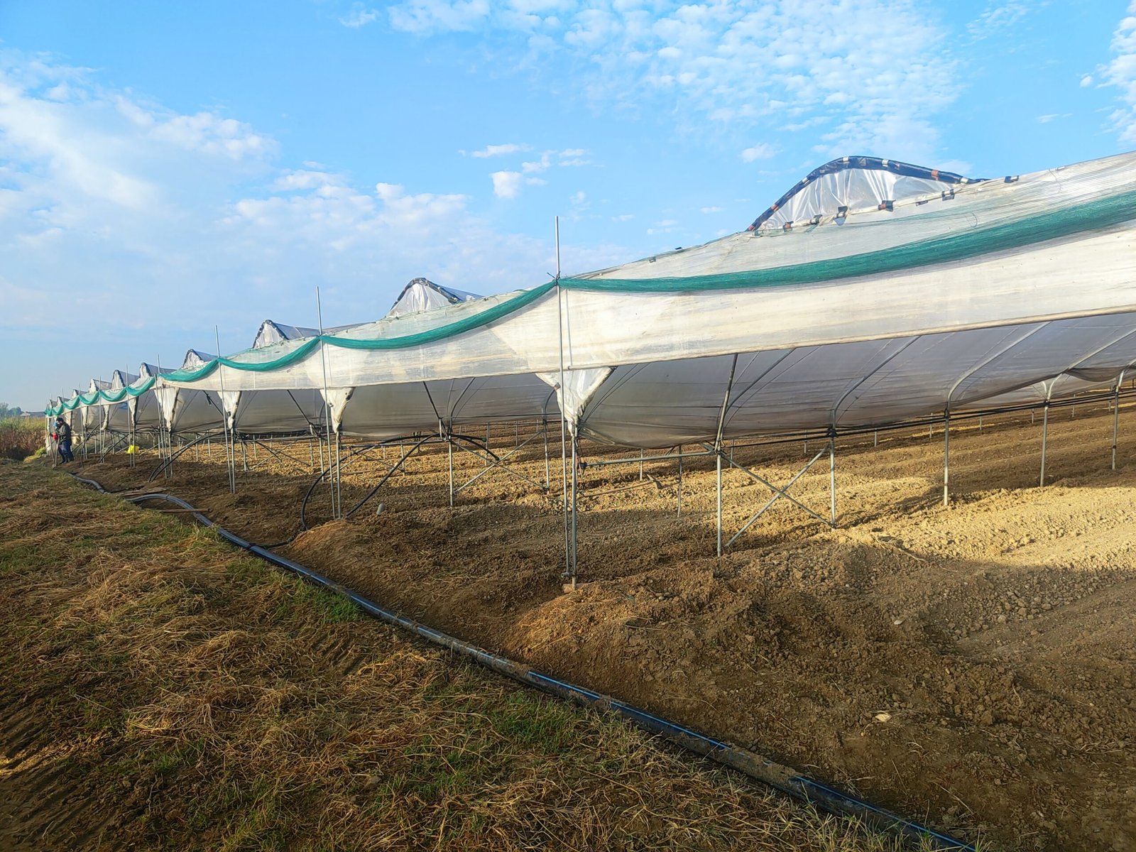 Seedlings prepared for planting at AHA FARM, October 2025