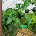 Farmer with shovel standing in a field, greenhouse tunnels in the background
