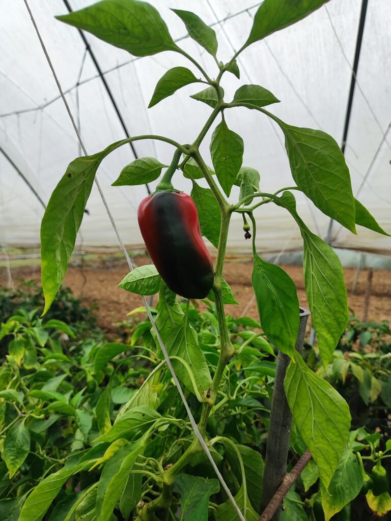 Fresh organic vegetables from AHA FARM