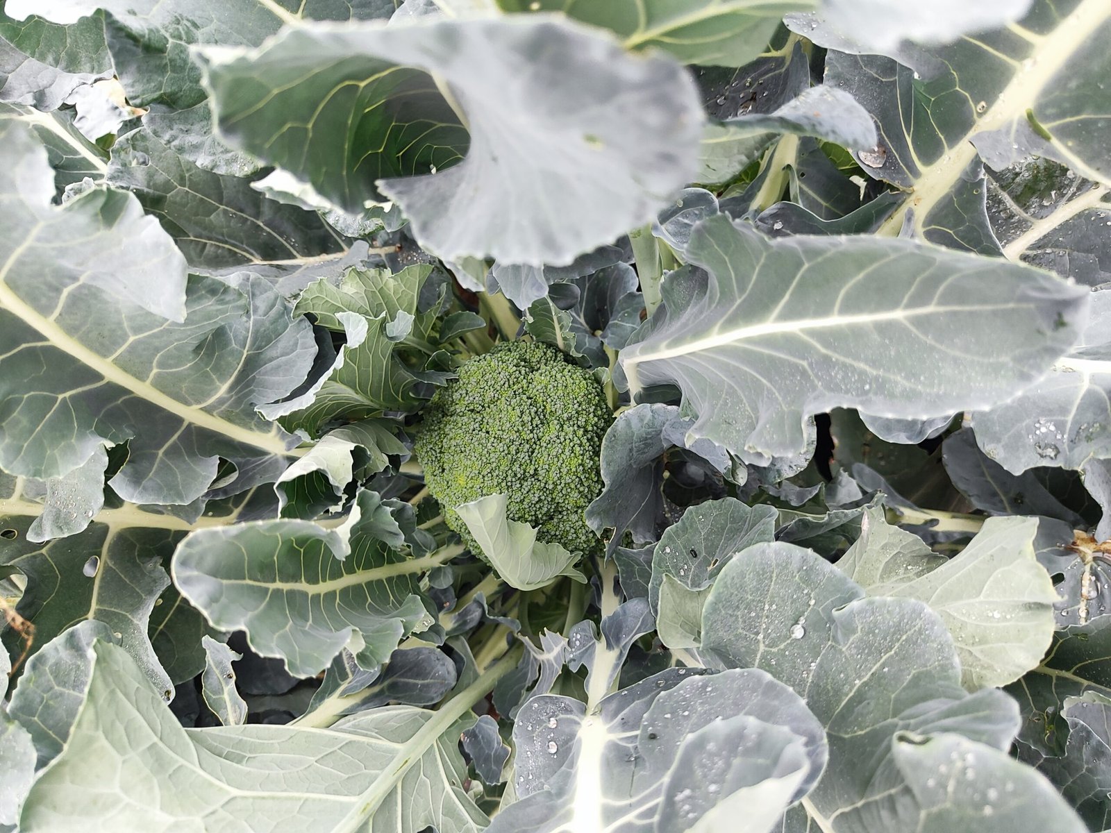 AHA FARM organic produce basket