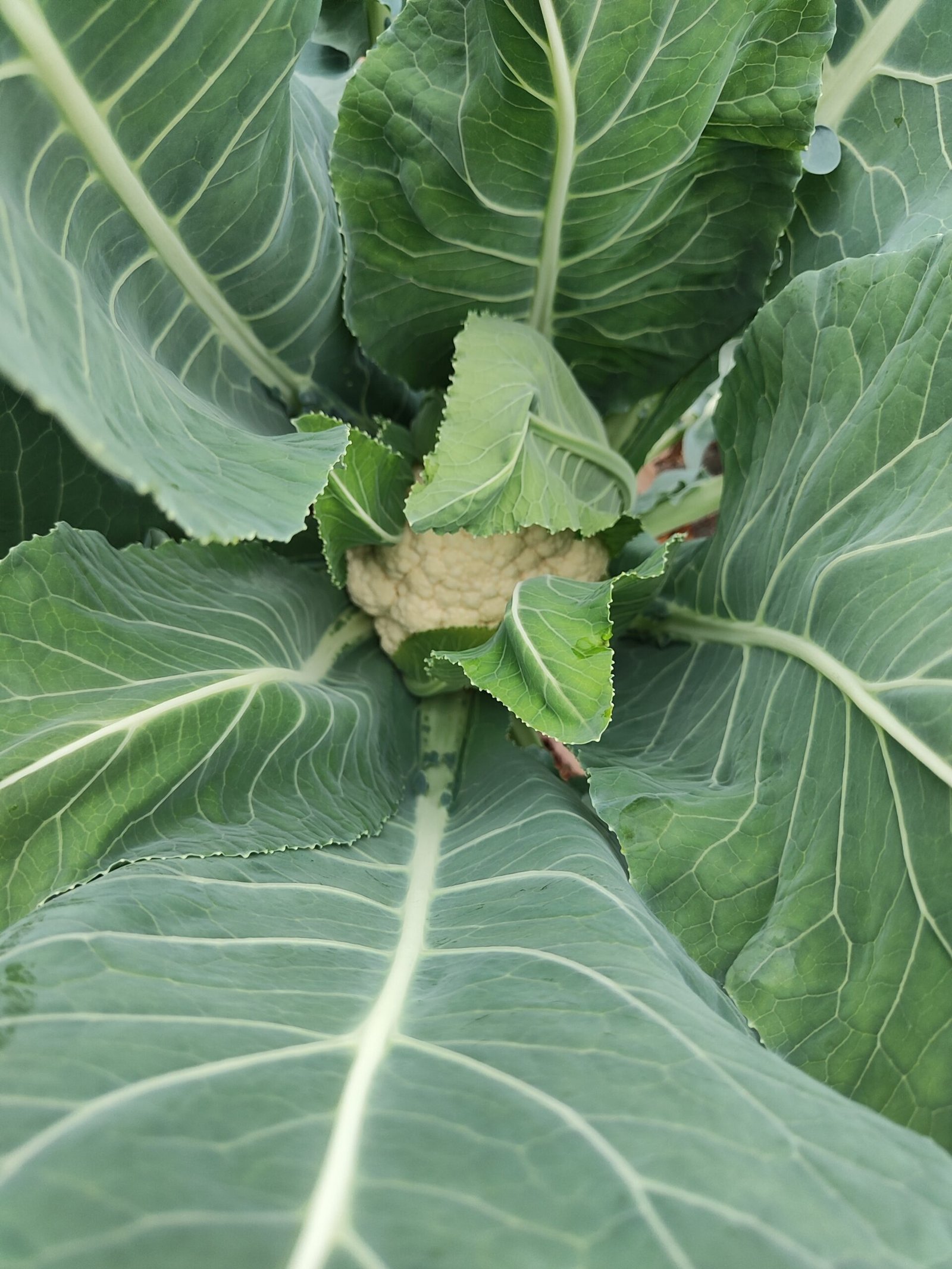 Fresh organic vegetables from AHA FARM