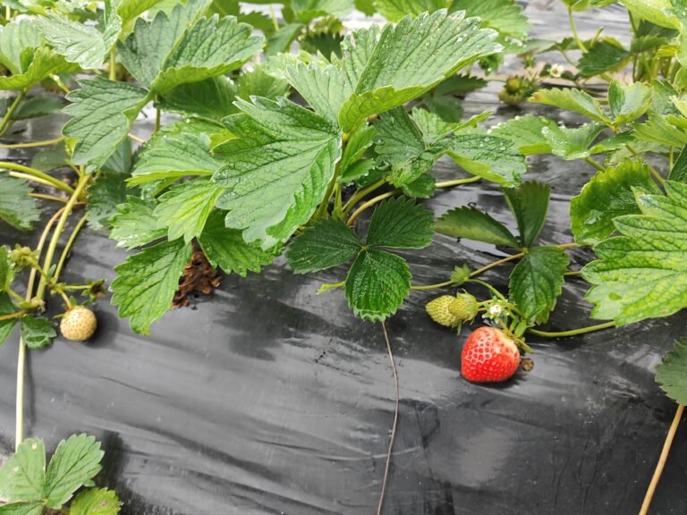 Fresh organic vegetables harvested at AHA FARM