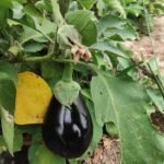 Two farmers standing together in a field, smiling with greenhouse tunnels behind them