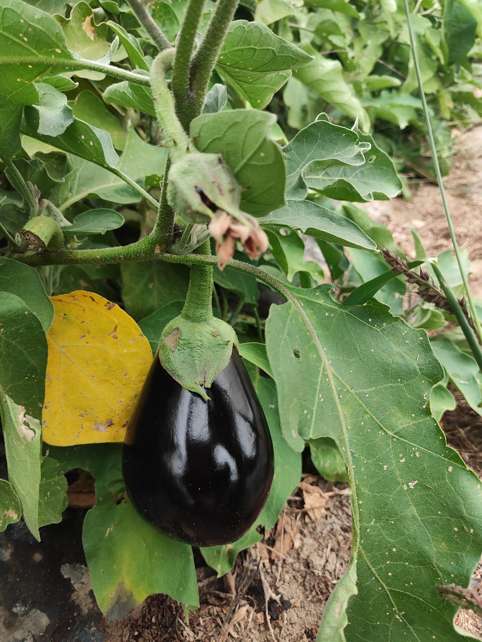 Two farmers standing together in a field, smiling with greenhouse tunnels behind them