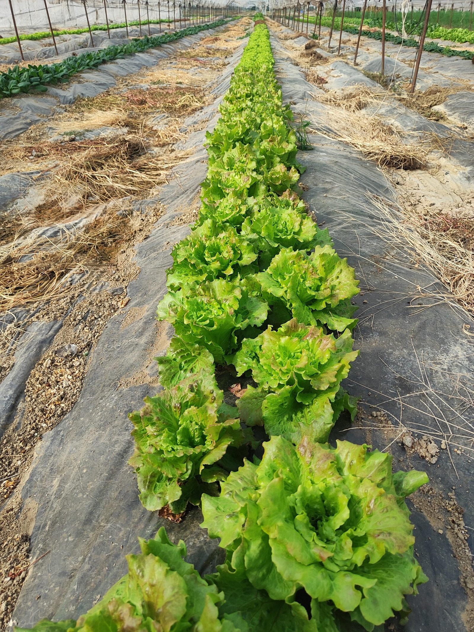 Fresh organic tomatoes harvested at AHA FARM