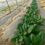 AHA FARM organic vegetables ready for market