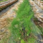 Organic farm produce display at AHA FARM