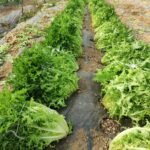 Happy customers with fresh AHA FARM vegetables