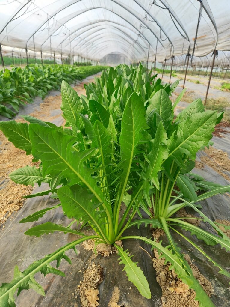 Family shopping for organic produce at AHA FARM