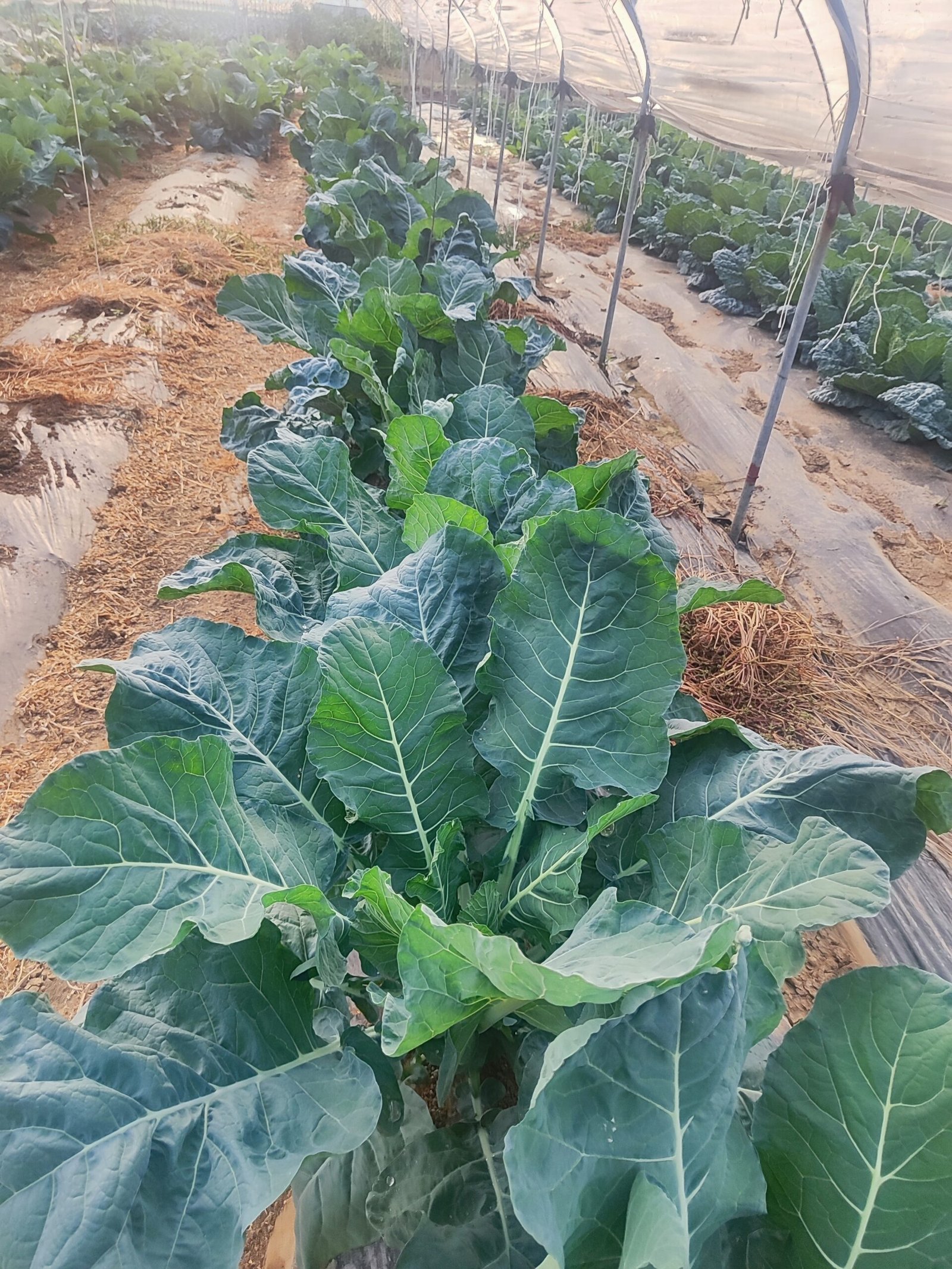 Farmer working in a field with greenhouse tunnels visible in the background