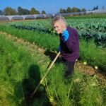 Fresh organic vegetables from AHA FARM