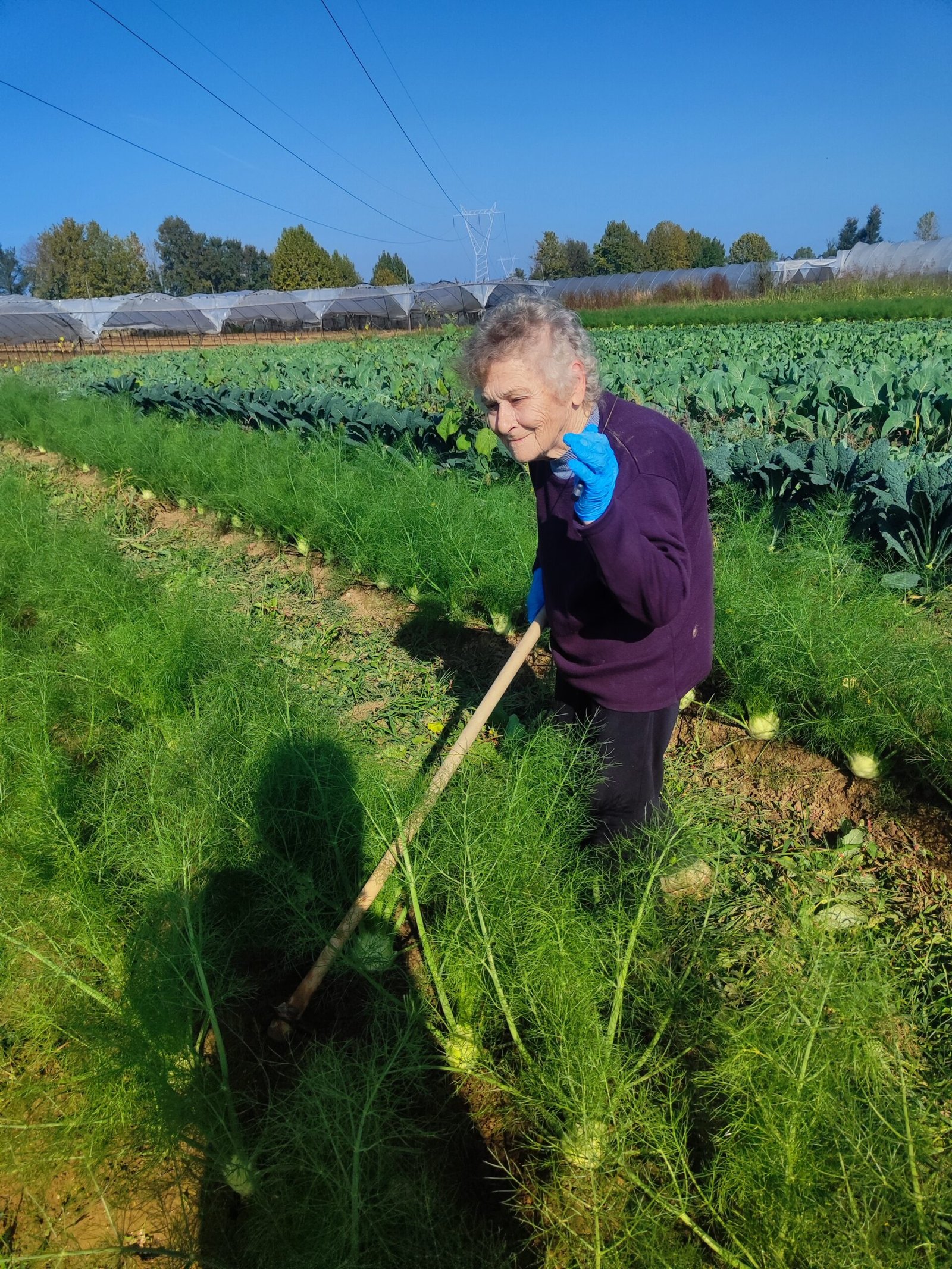 Fresh organic vegetables from AHA FARM