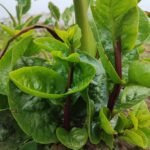 Fresh Organic Vegetables at AHA FARM