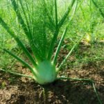 Fresh Produce from AHA FARM