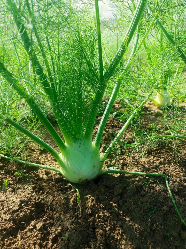 Fresh Produce from AHA FARM